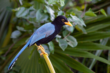 The Yucatan jay (Cyanocorax yucatanicus) perched on a branch near Cancun on the Yucatan Peninsula of Mexico