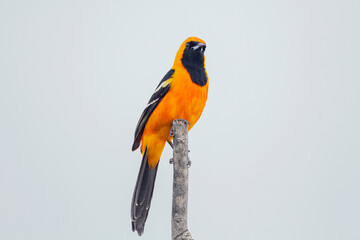 A vibrant New World oriole with striking colors. Males boast a bright orange-yellow body with a contrasting black hood and wings, while females are olive-green