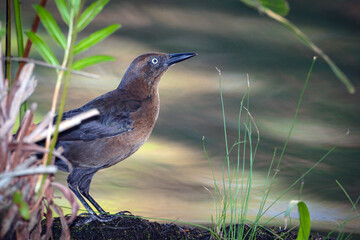 Great-tailed Grackle (Quiscalus mexicanus peruvianus) adult female sits by a pond and drinks water.