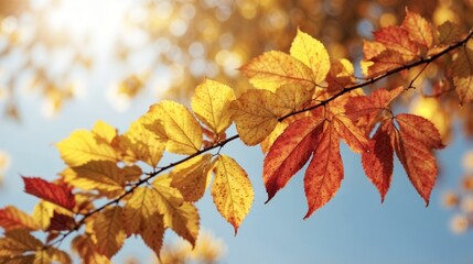 Autumn Branch with Leaves Lit by September Sunlight, Nature Scene with Copy Space