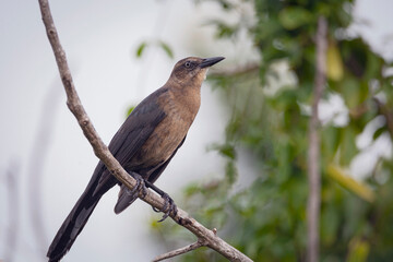 Great-tailed Grackle (Quiscalus mexicanus peruvianus) adult female sits on a tree branch.