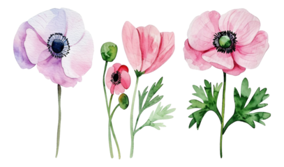 Spring Flowers watercolor simple sketches Anemones 