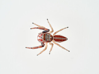 Jumping spider with large fangs in a white background. Genus Icius. 