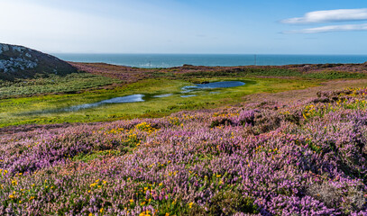 Obraz premium Views around South Stack Lighthouse with the heather out - Anglesey 