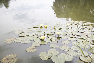 lotus lotos lake leaves greens. High quality 