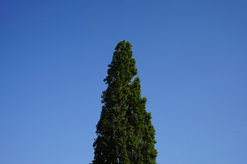 Tree / Blue