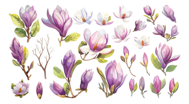 Spring Flowers watercolor simple sketches Magnolias 