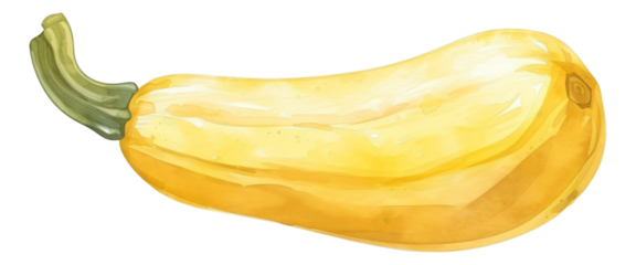 Squash watercolor simple sketches soft color 