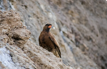 Los Andes Alkamari bird (Phalcoboenus megalopterus) 