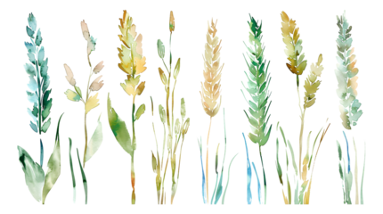 Wheat watercolor simple sketches soft color 