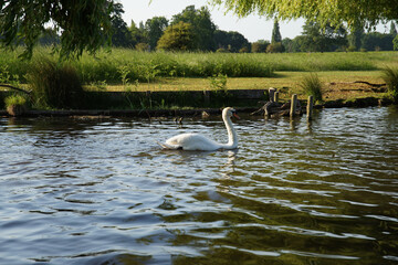 Swan