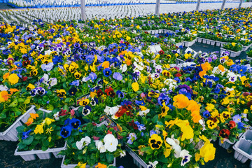 Pansies and other flowers growing in a greenhouse create a vibrant and picturesque corner of nature