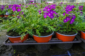 Purple flowers grow in small cups in the greenhouse, creating a vibrant and neat display