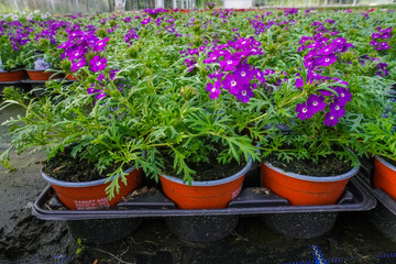 Purple flowers grow in small cups in the greenhouse, creating a vibrant and neat display