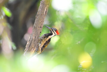woodpecker on a tree