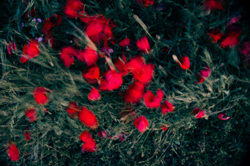 Paisajes de Zafra, Extremadura, España, Spain