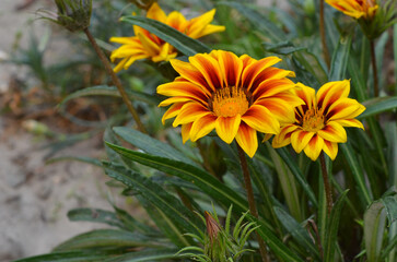Close up blooming gazania flowers . Landscaping,gardening ,growing gazania- small sunflower like flowers. Free copy space.