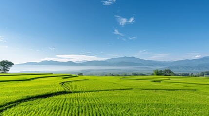 Fototapeta premium A river runs through a field of green rice