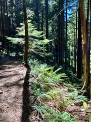 Illuminated tree on a trail pacific northwest