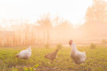 Domestic chickens walk freely in the garden on a sunny foggy morning