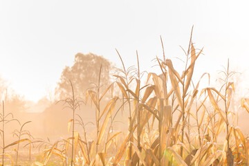 Foggy sunny autumn morning in the countryside.