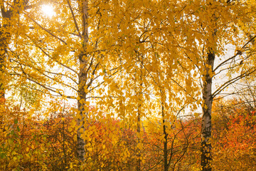 Beautiful young birch trees with autumn yellow leaves