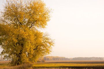 Naklejka premium A huge yellowed tree on a lawn on a sunny, foggy autumn morning
