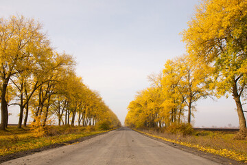 Huge yellow trees near a country road in autumn