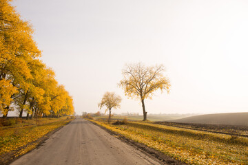 Huge yellow trees near the road in autumn