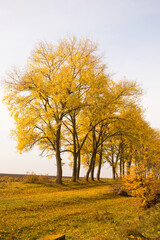 Yellowed trees near a field on a foggy autumn morning