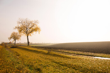 Fototapeta premium Yellowed trees near the hill on a foggy autumn morning