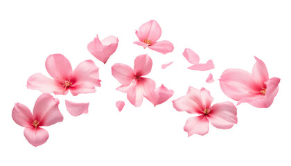 flying pink petals isolated on transparent background cutout
