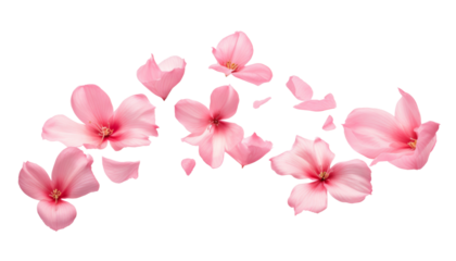 flying pink petals isolated on transparent background cutout