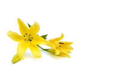 Yellow lily flowers on a white background