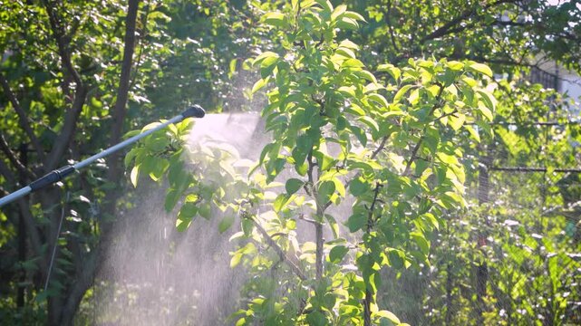 spraying trees with insecticides to protect plants from insect pests. Treatment of trees with a fungicide to protect against fungal diseases