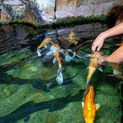 Hands touching Kois in a water basin