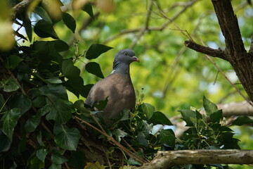 Wood Pigeon Amongst Foliage