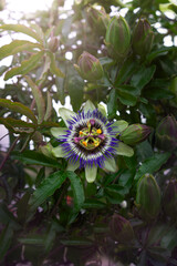 Passiflora