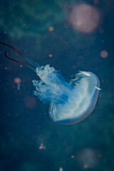 Obraz premium jellyfish in the sea