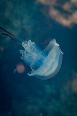jellyfish in the sea