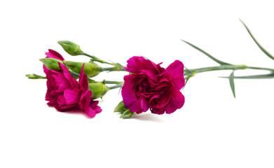 Collection carnation flowers on white background