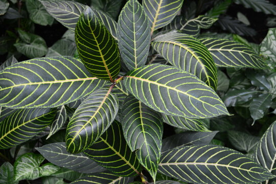 a sanchezia plant with green leaves and yellow stripes on green leaf 