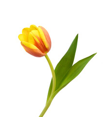 Obraz premium Colorful tulip flowers isolated on white