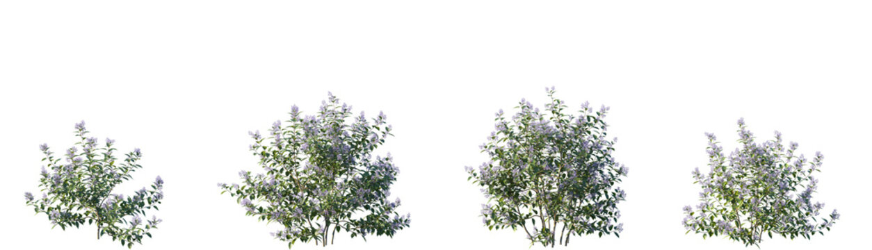 Set of Ceanothus x delileanus "Gloire de Versailles" (California lilac) frontal deciduous flowering shrub isolated png on a transparent background perfectly cutout