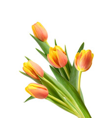 Fototapeta premium Colorful tulip flowers isolated on white