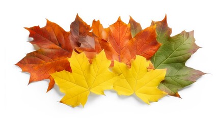 Beautiful autumn leaves fall season 