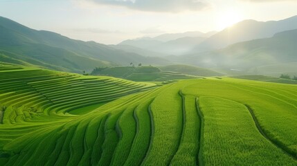 Fototapeta premium A beautiful green field with a hill in the background