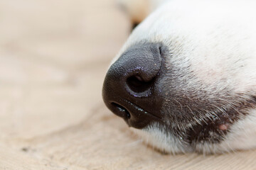 Close-up of a dog's nose