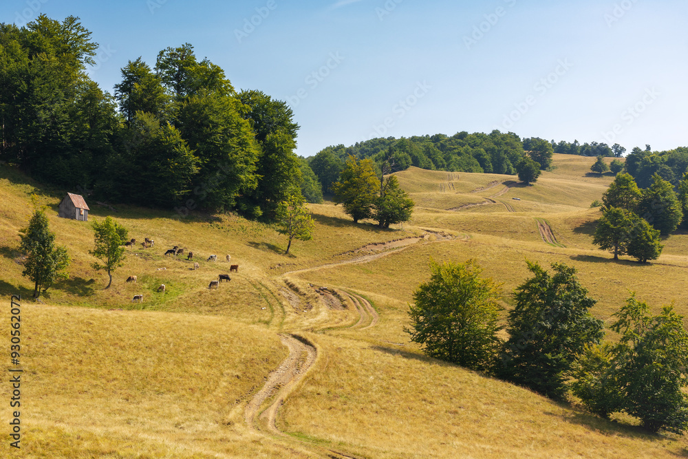 Poster summer landscape. mountain path through the field turns uphill to the sky at high noon. beech trees 