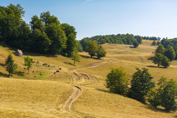 summer landscape. mountain path through the field turns uphill to the sky at high noon. beech trees...